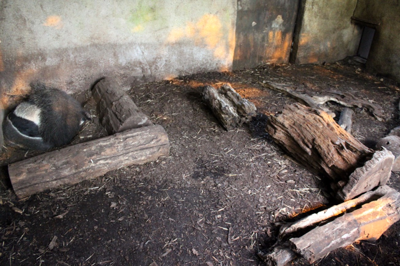 Aalborg Zoo - Payamino House (Anteater)