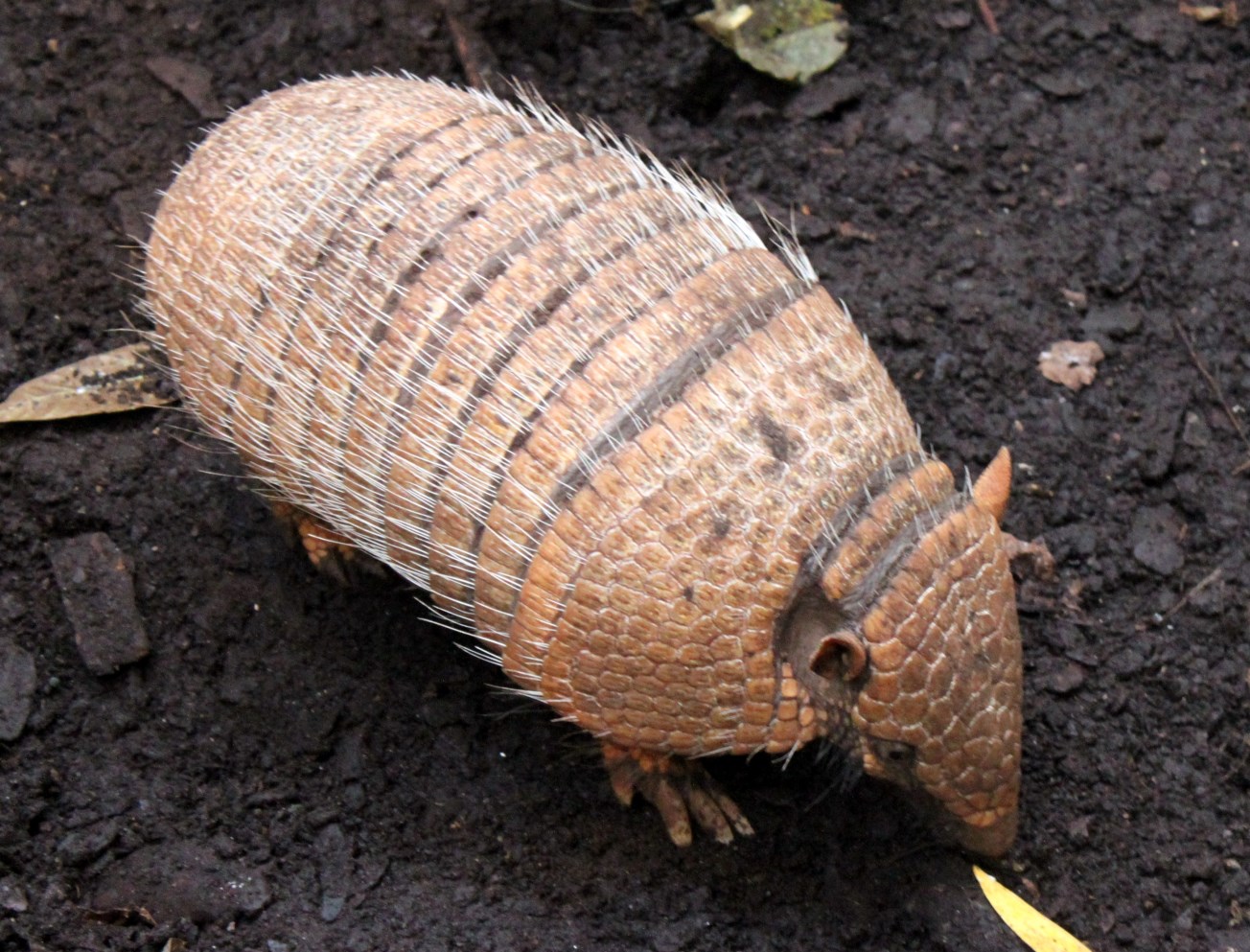 Aalborg Zoo - Payamino House (Armadillo)