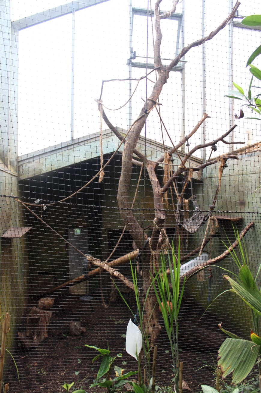 Aalborg Zoo - Payamino House (Spider monkey)