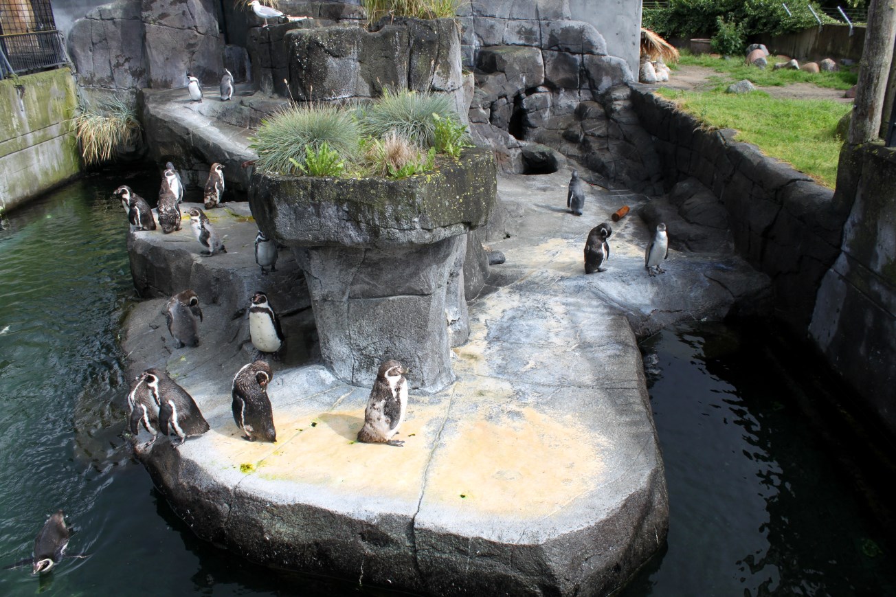 Aalborg Zoo - Penguin exhibit