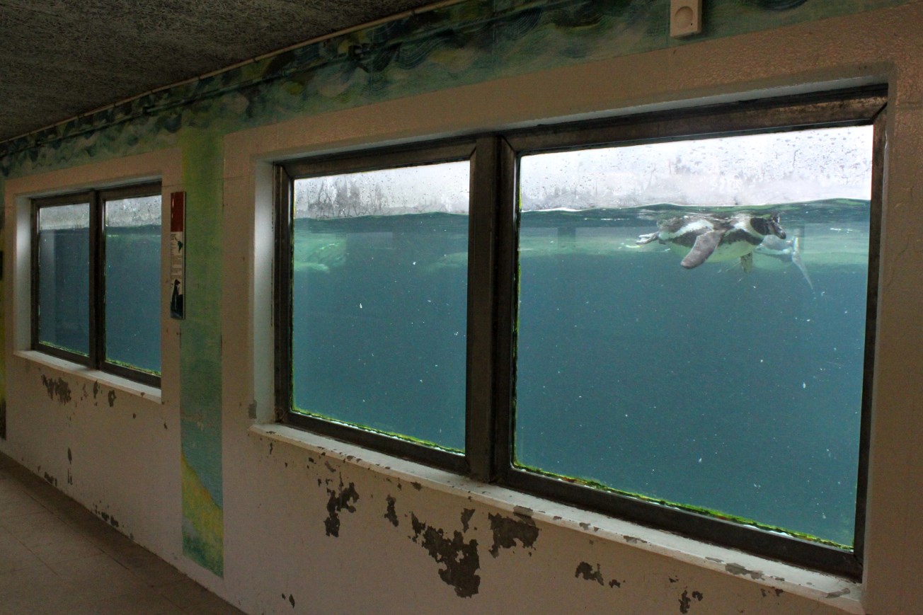 Aalborg Zoo - Penguin underwater viewing