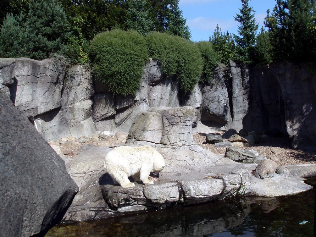 Aalborg Zoo - Polar bear exhibit