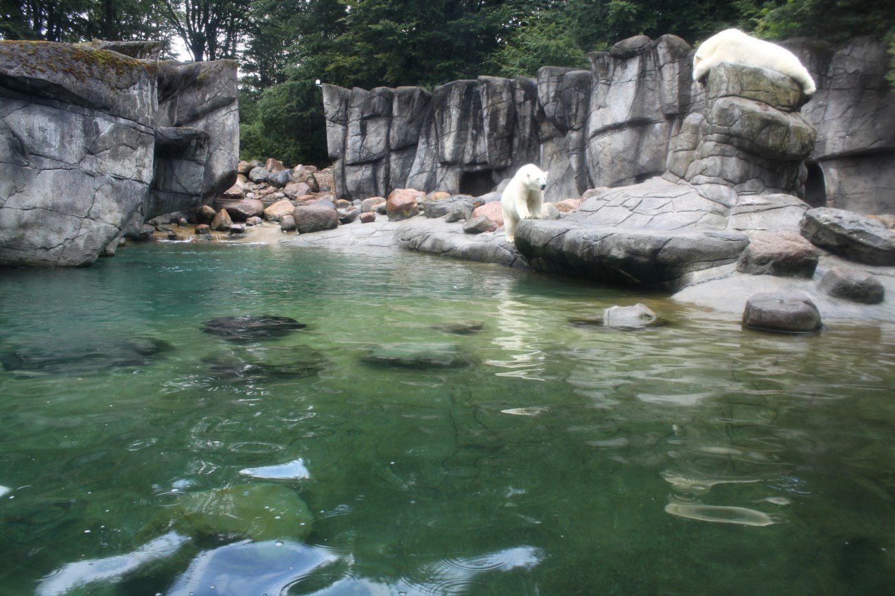 Aalborg Zoo - Polar Bear Exhibit