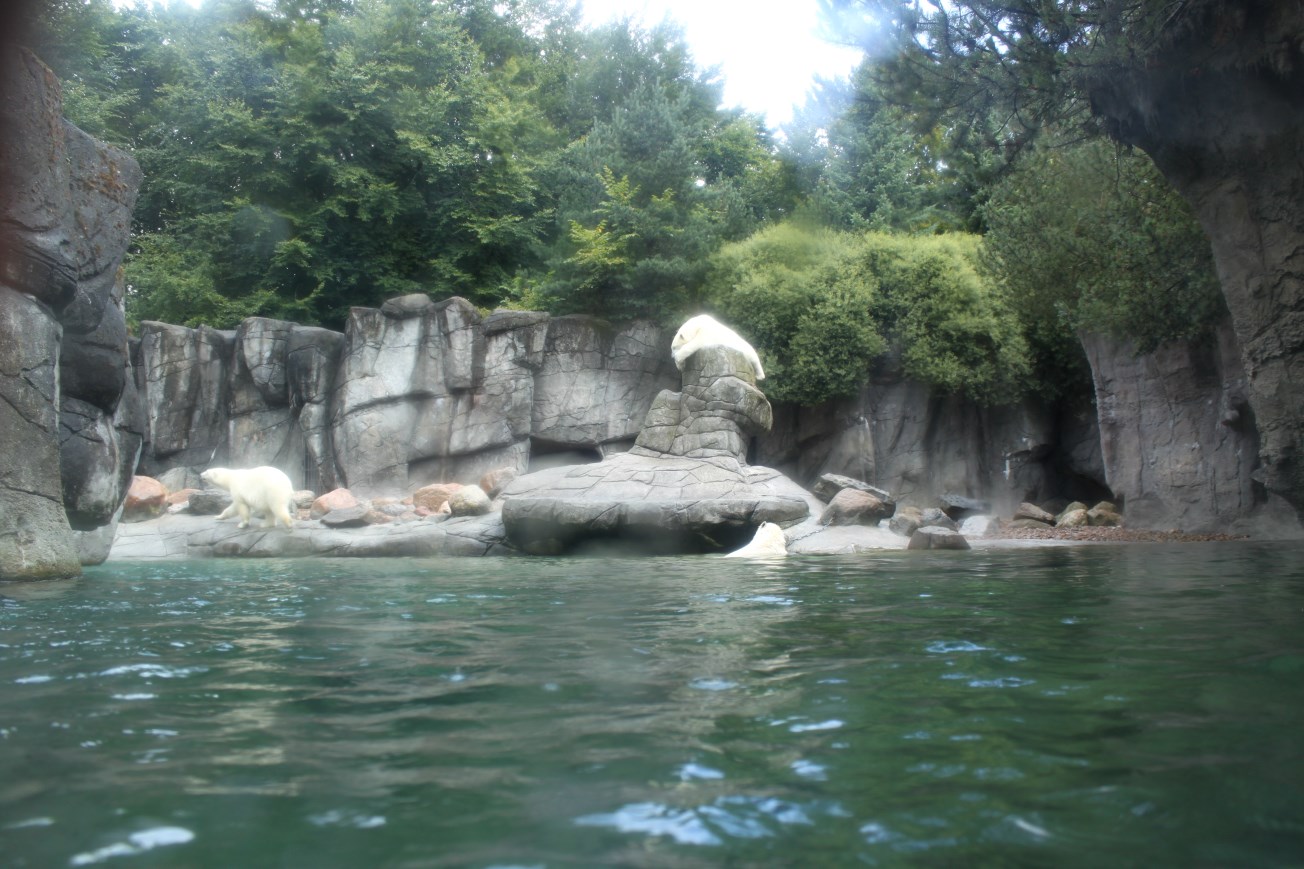 Aalborg Zoo - Polar Bear Exhibit