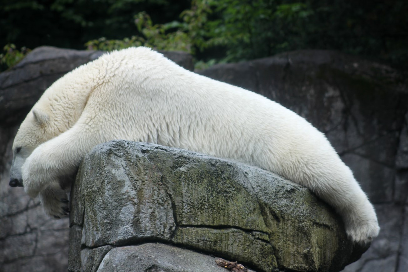 Aalborg Zoo - Polar Bear Exhibit