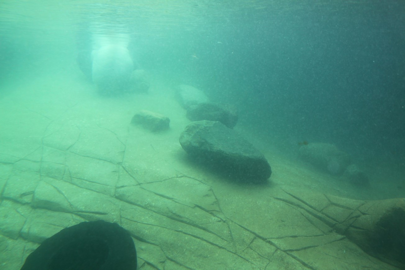 Aalborg Zoo - Polar Bear Exhibit