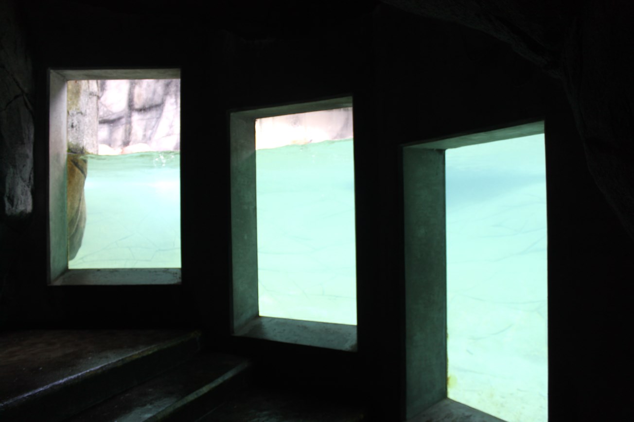 Aalborg Zoo - Polar Bear Exhibit