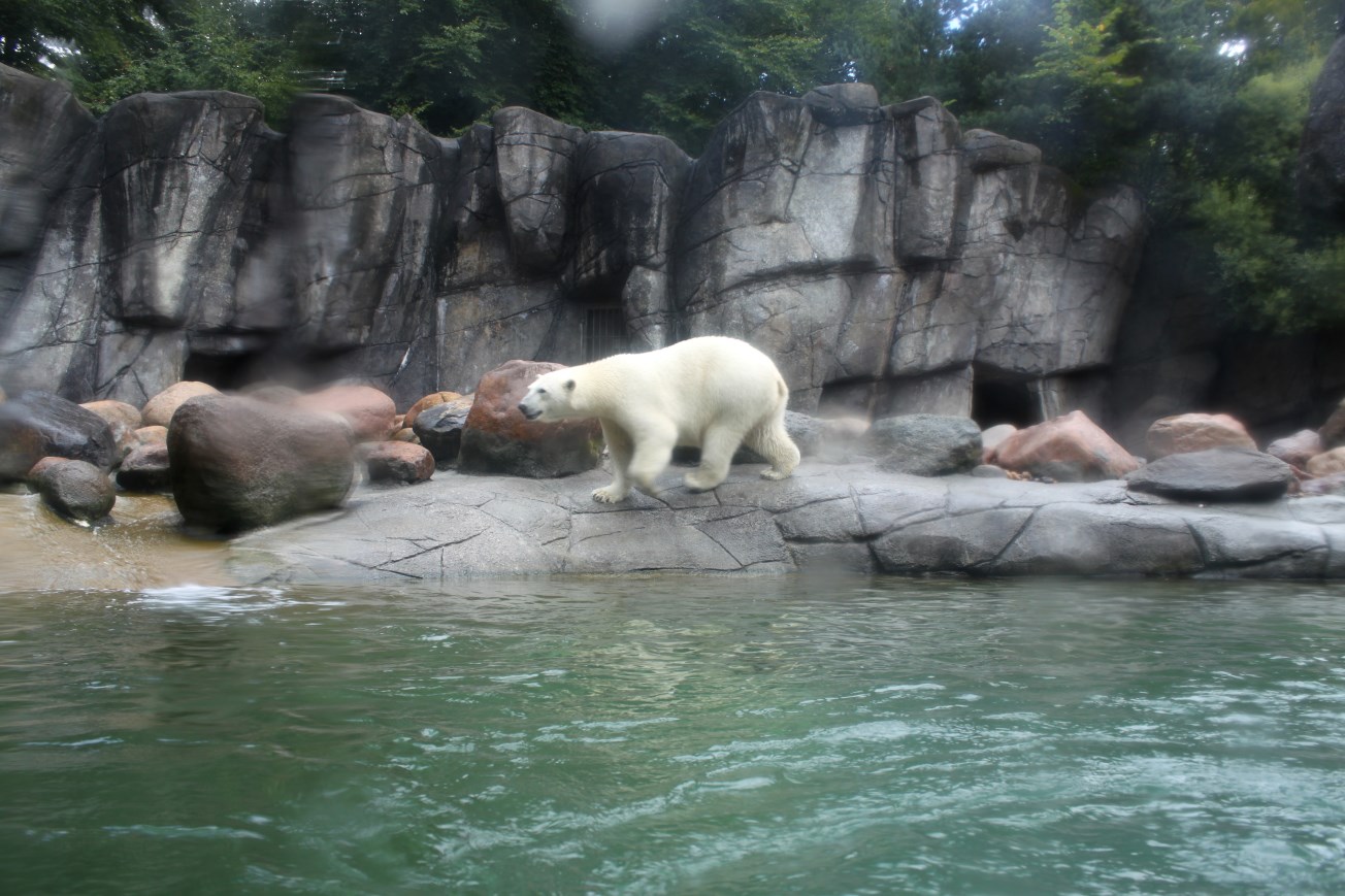 Aalborg Zoo - Polar Bear Exhibit