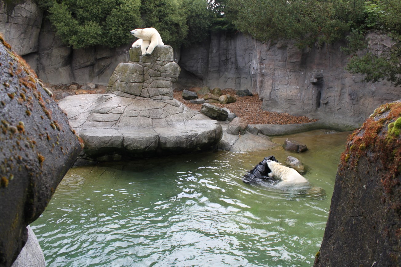 Aalborg Zoo - Polar Bear Exhibit