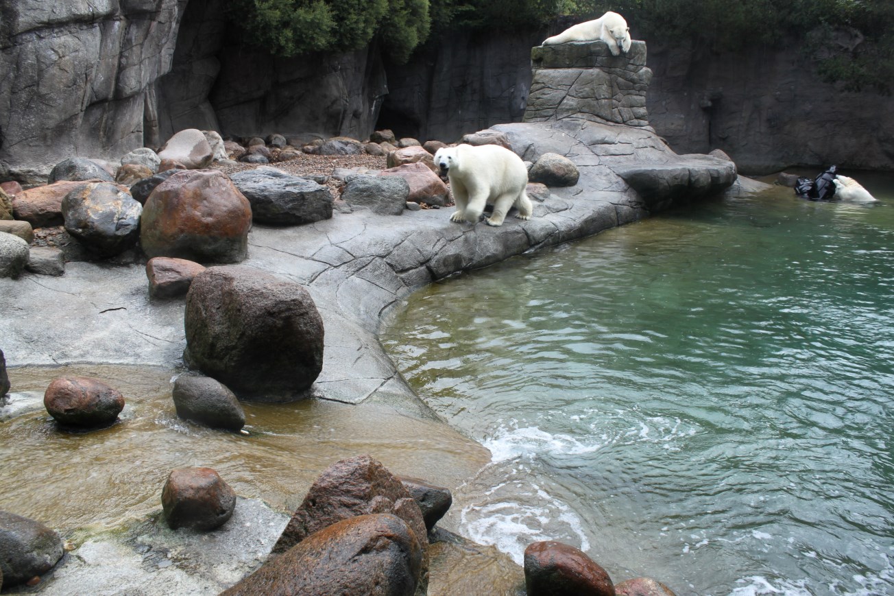 Aalborg Zoo - Polar Bear Exhibit