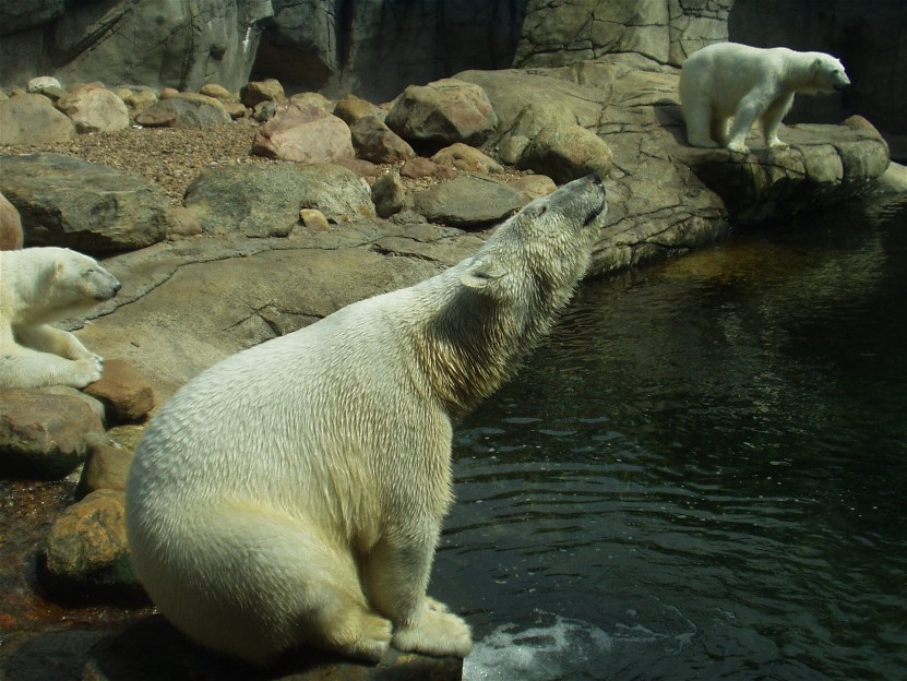 Aalborg Zoo - Polar bears