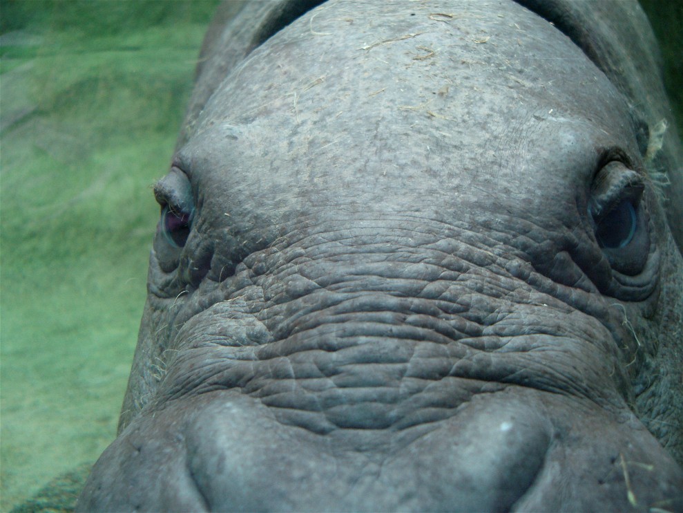 Aalborg Zoo - Pygmy hippo