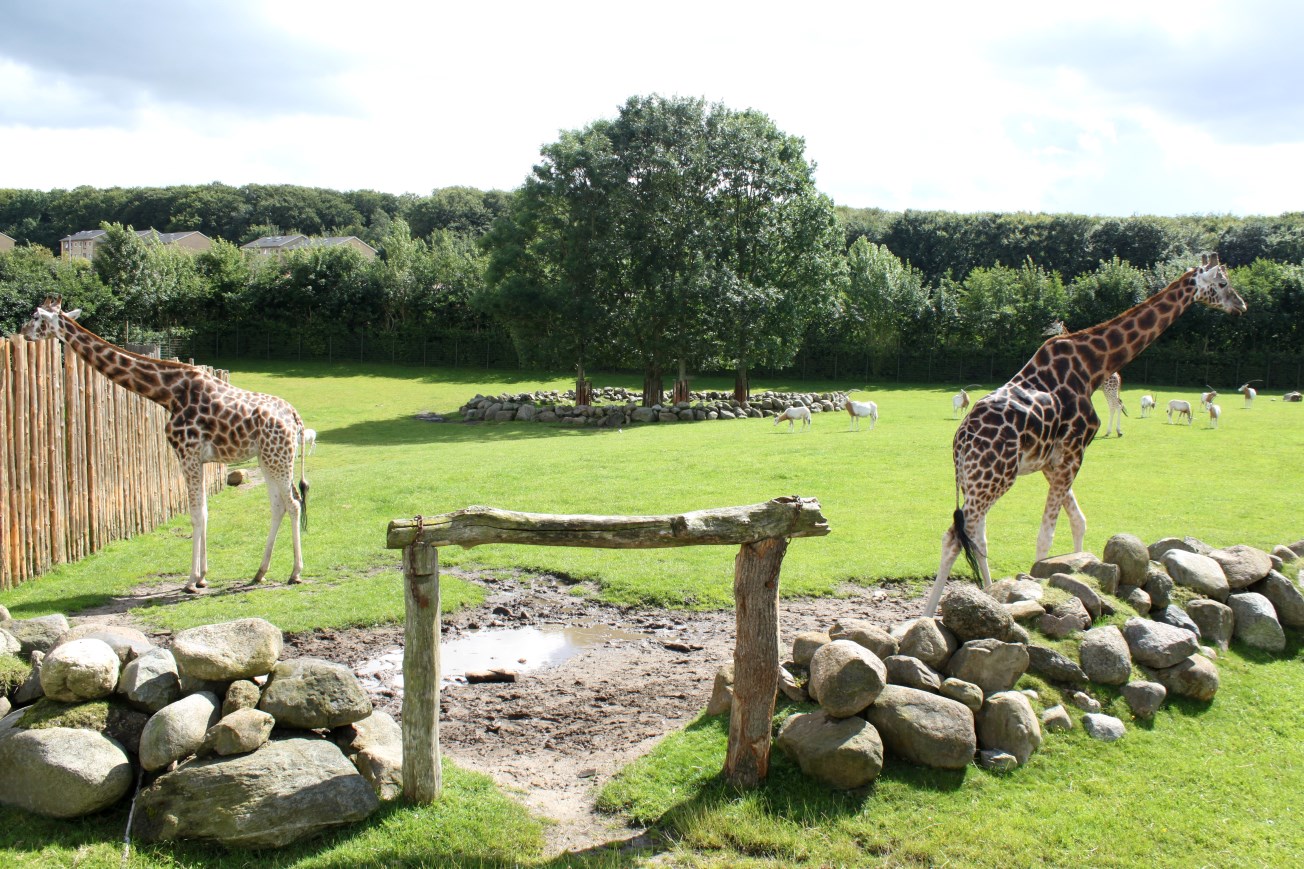Aalborg Zoo - Savannah