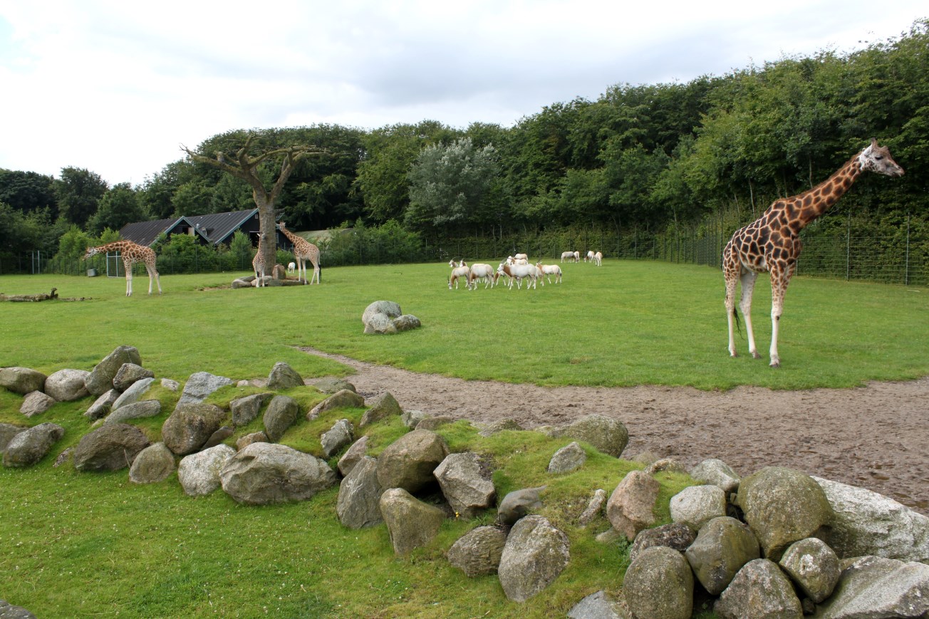 Aalborg Zoo - Savannah