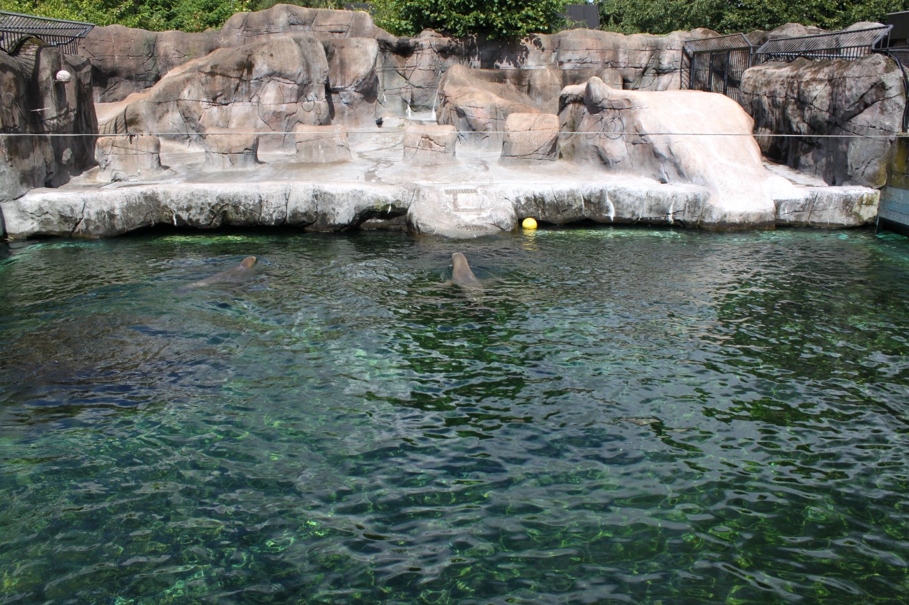 Aalborg Zoo - Sea lion exhibit