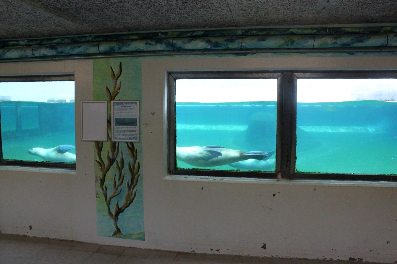 Aalborg Zoo - Sea lion underwater viewing