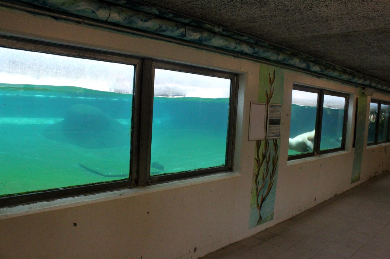Aalborg Zoo - Sea lion underwater viewing