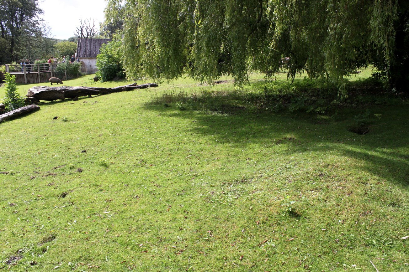 Aalborg Zoo - South American Pampas