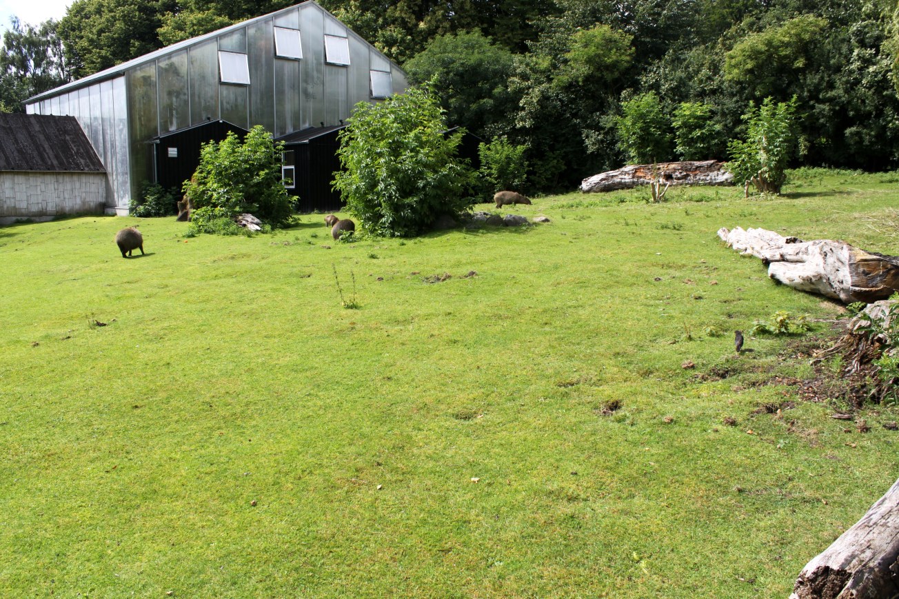 Aalborg Zoo - South American Pampas