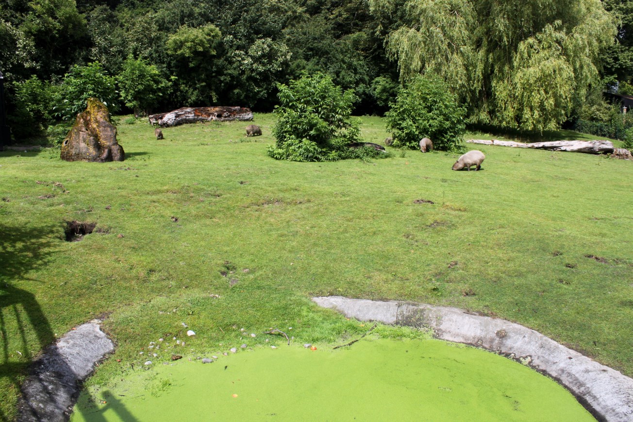 Aalborg Zoo - South American Pampas