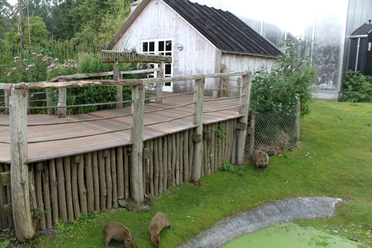 Aalborg Zoo - South American Pampas
