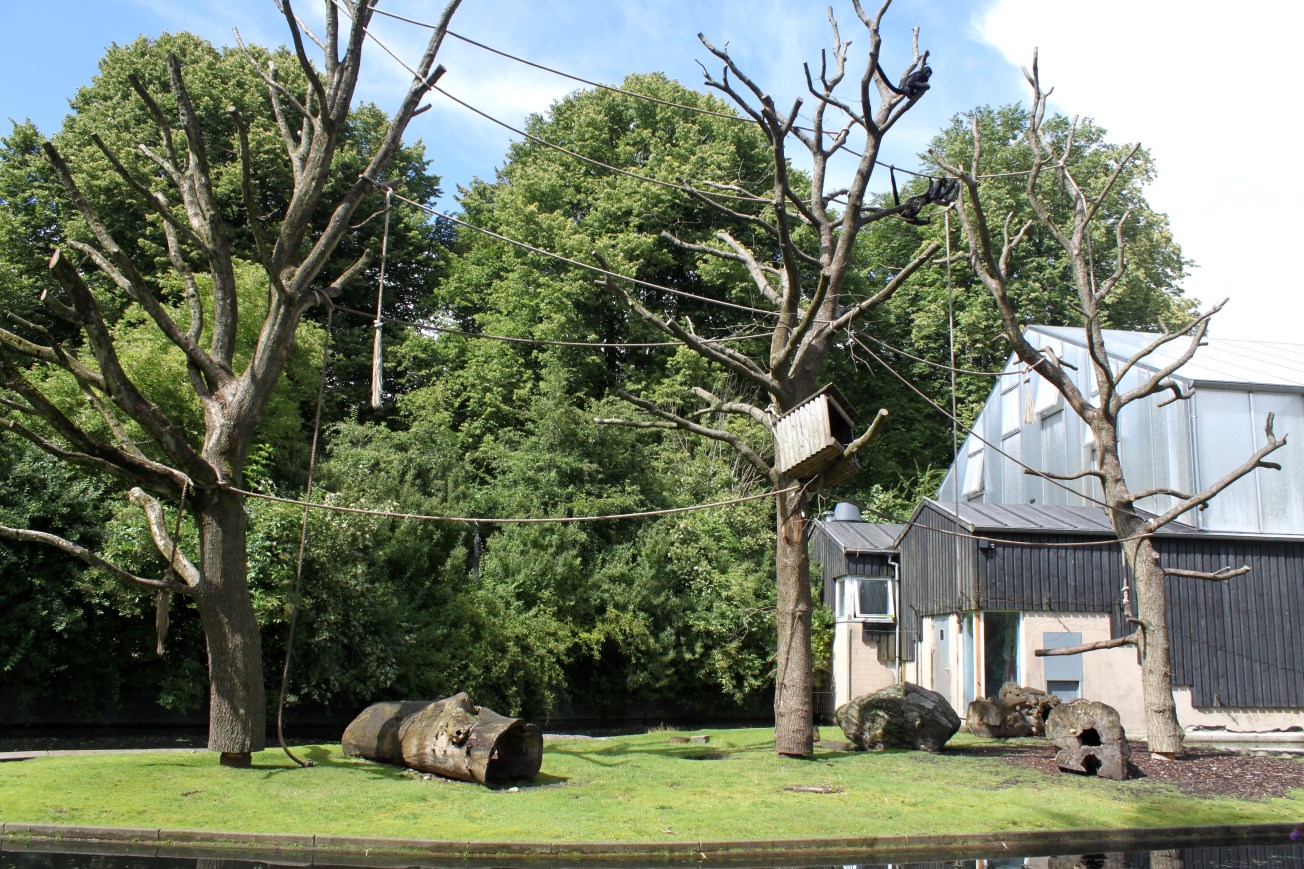 Aalborg Zoo - Spider monkey/nutria island