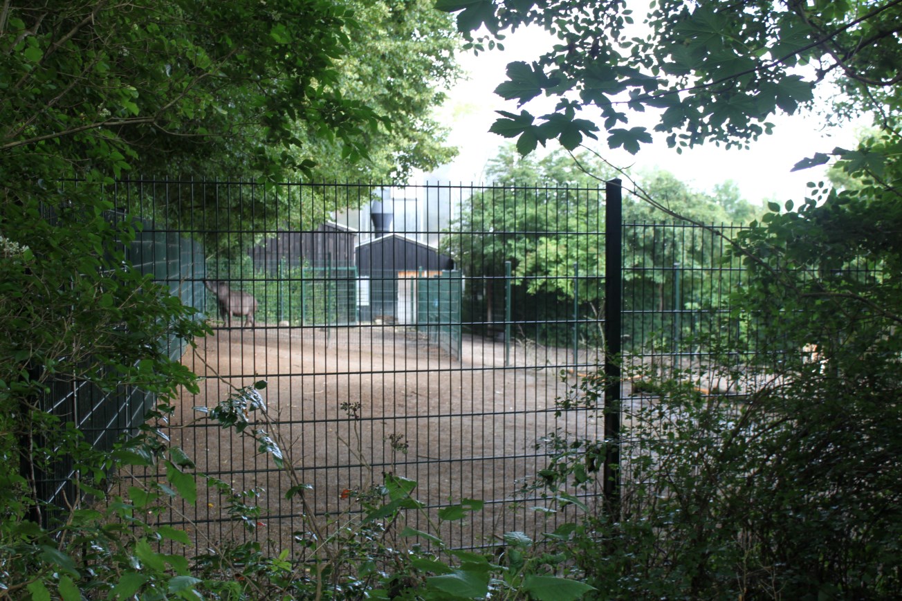 Aalborg Zoo - Tapir/vicugna exhibit