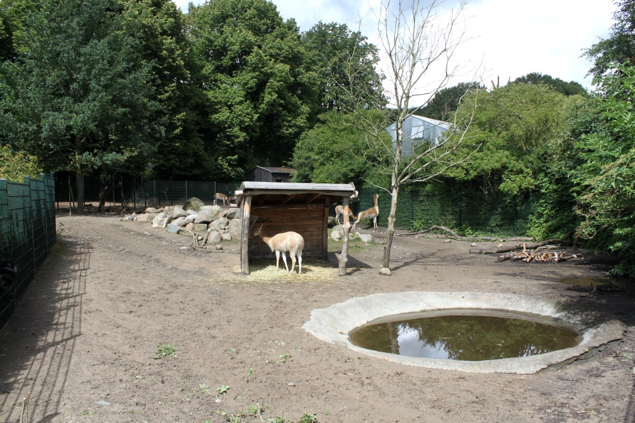 Aalborg Zoo - Tapir/vicugna exhibit