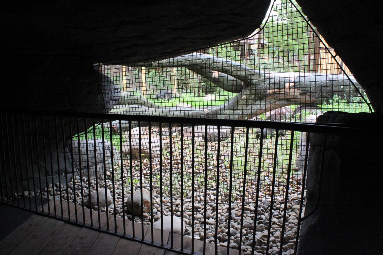 Aalborg Zoo - Tiger exhibit (1)