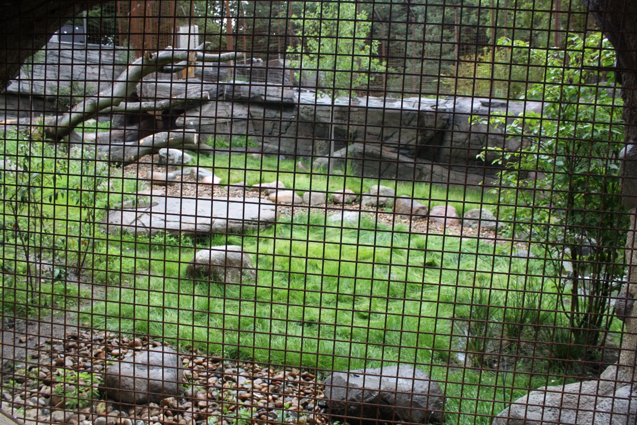 Aalborg Zoo - Tiger exhibit (1)