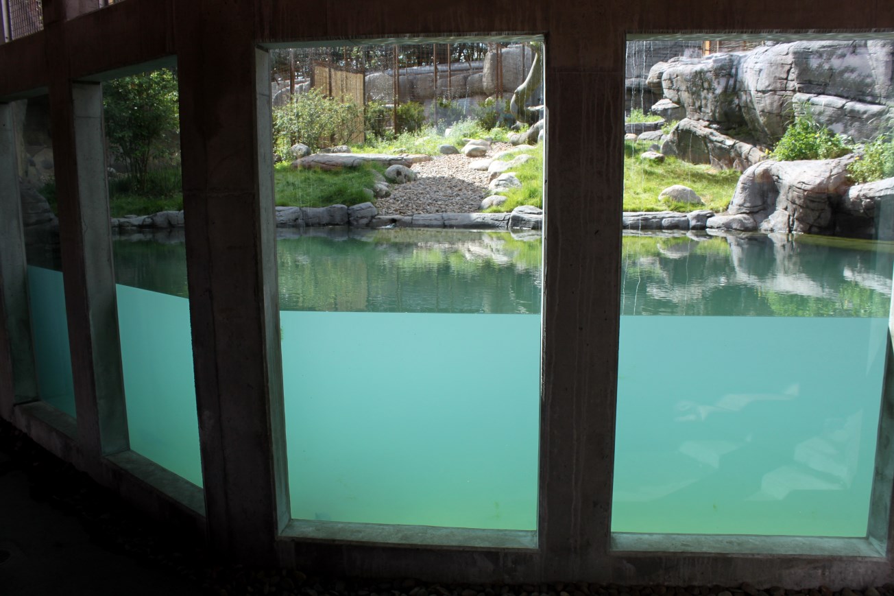 Aalborg Zoo - Tiger exhibit (1)