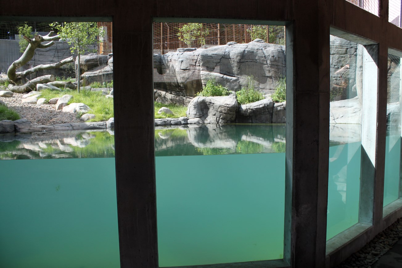 Aalborg Zoo - Tiger exhibit (1)