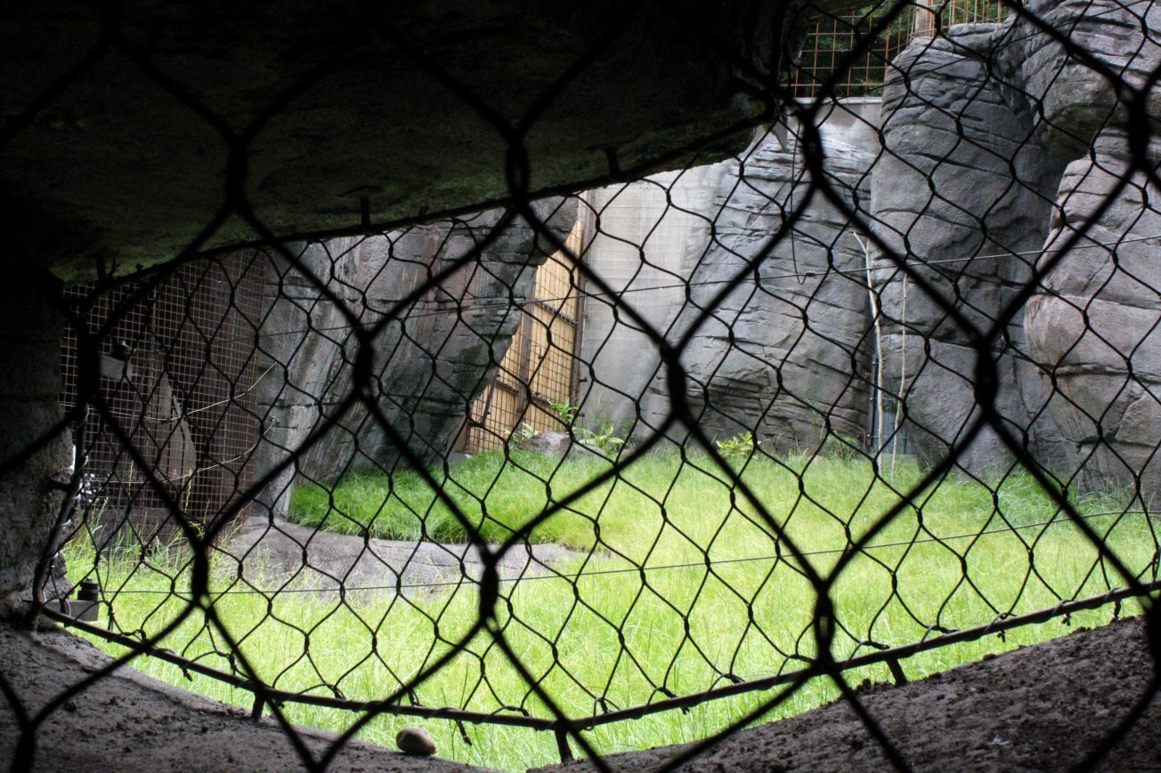 Aalborg Zoo - Tiger exhibit (2)