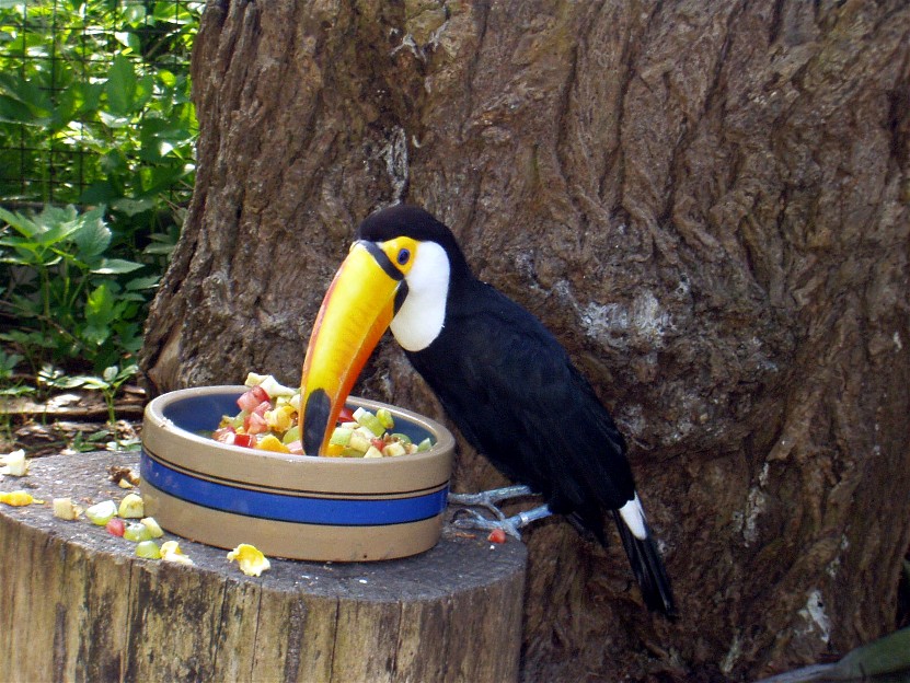 Aalborg Zoo - Toucan