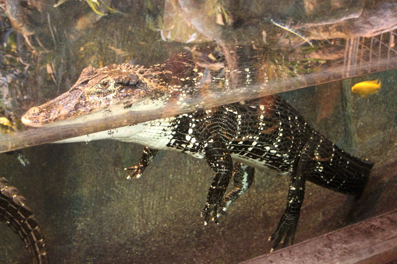 Aalborg Zoo - Tropical House (Black caiman)