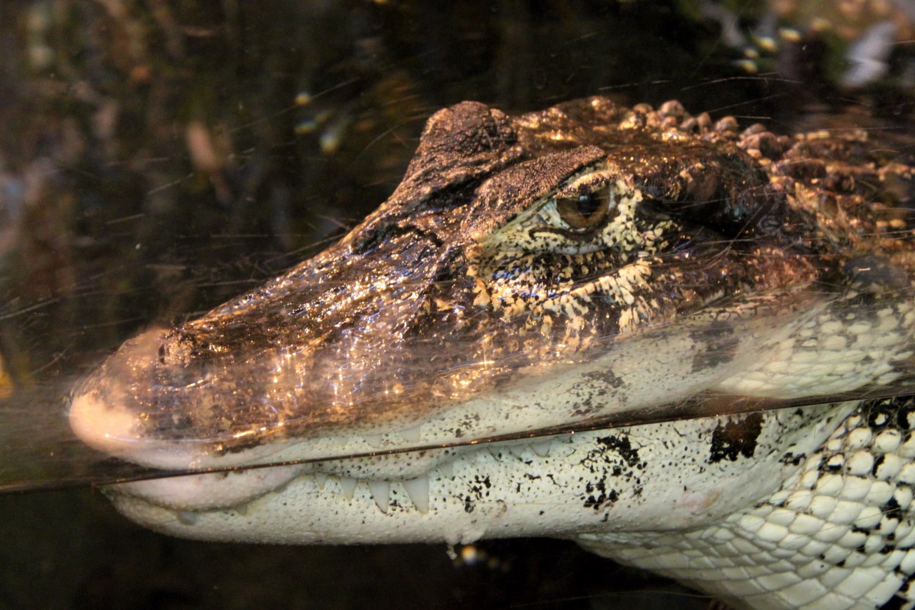 Aalborg Zoo - Tropical House (Black caiman)