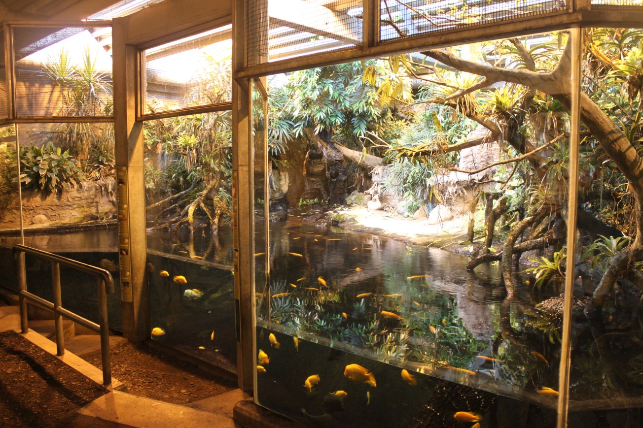 Aalborg Zoo - Tropical House (Caiman exhibit)