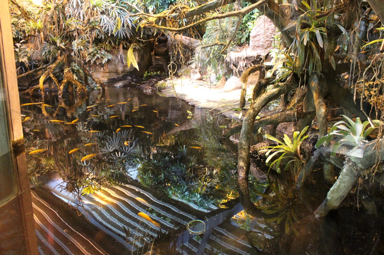 Aalborg Zoo - Tropical House (Caiman exhibit)