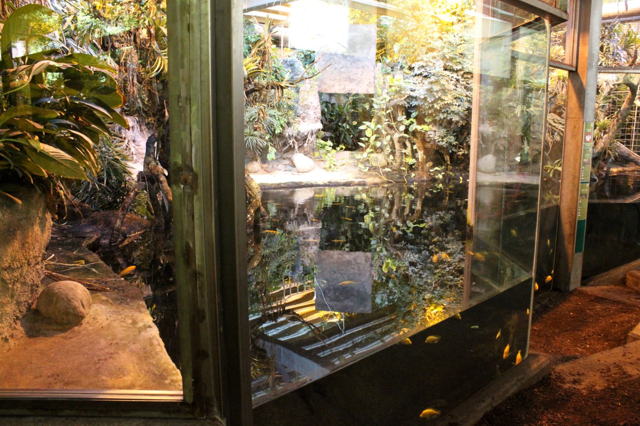 Aalborg Zoo - Tropical House (Caiman exhibit)