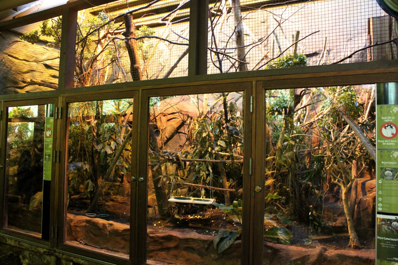 Aalborg Zoo - Tropical House (Emperor tamarin)