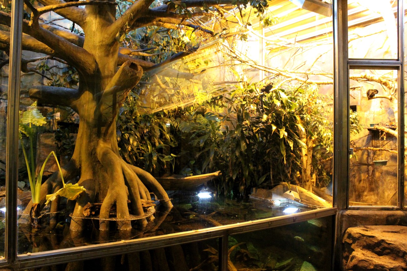 Aalborg Zoo - Tropical House (Goeldi's/agouti)