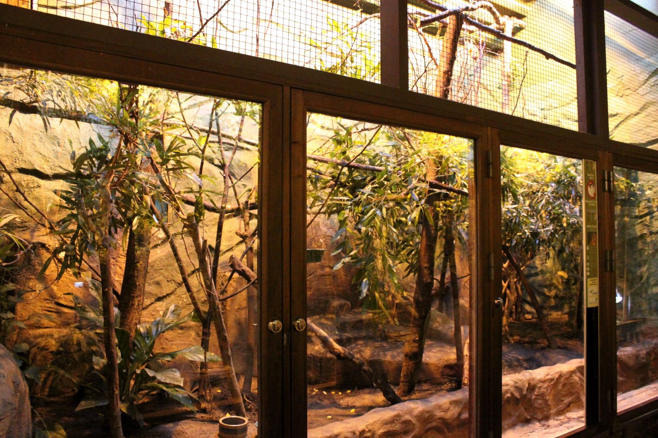 Aalborg Zoo - Tropical House (Golden lion tamarin)