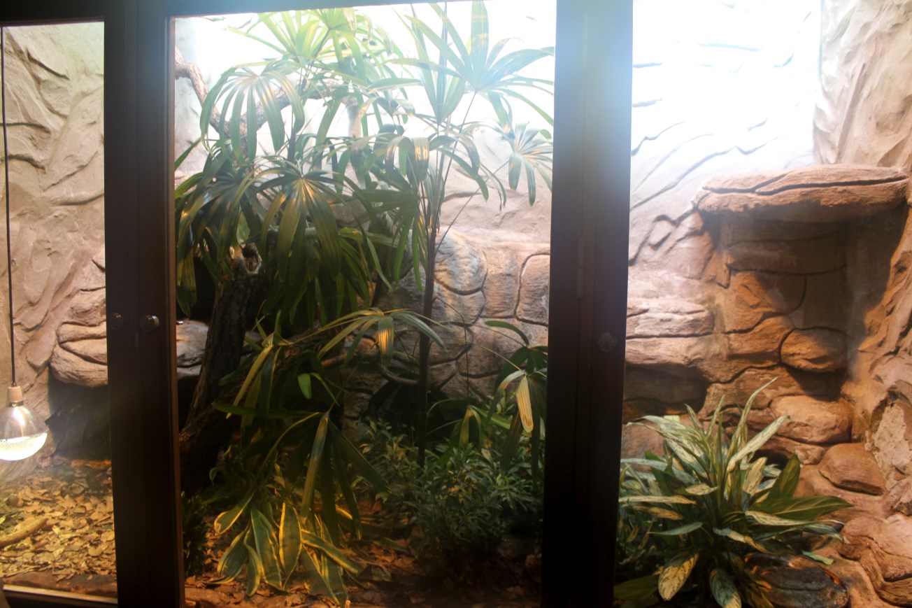 Aalborg Zoo - Tropical House (Madagascar boa)