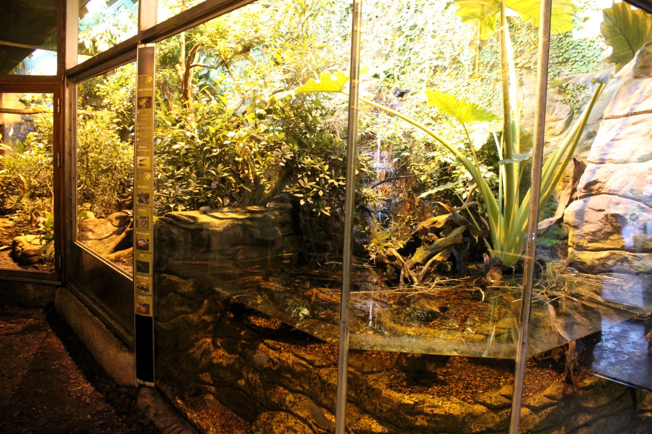 Aalborg Zoo - Tropical House (Rainforest exhibit)
