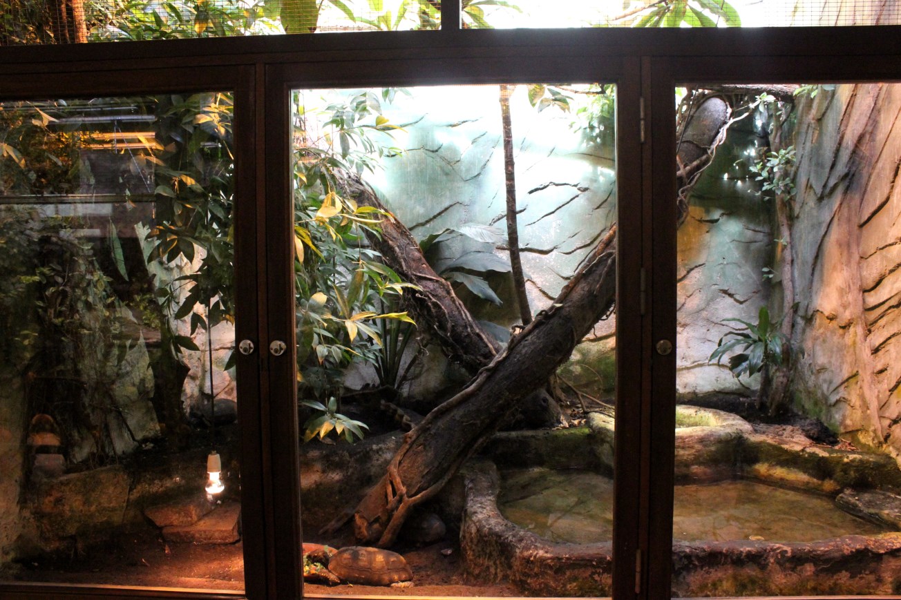 Aalborg Zoo - Tropical House (Yellow-footed tortoise)