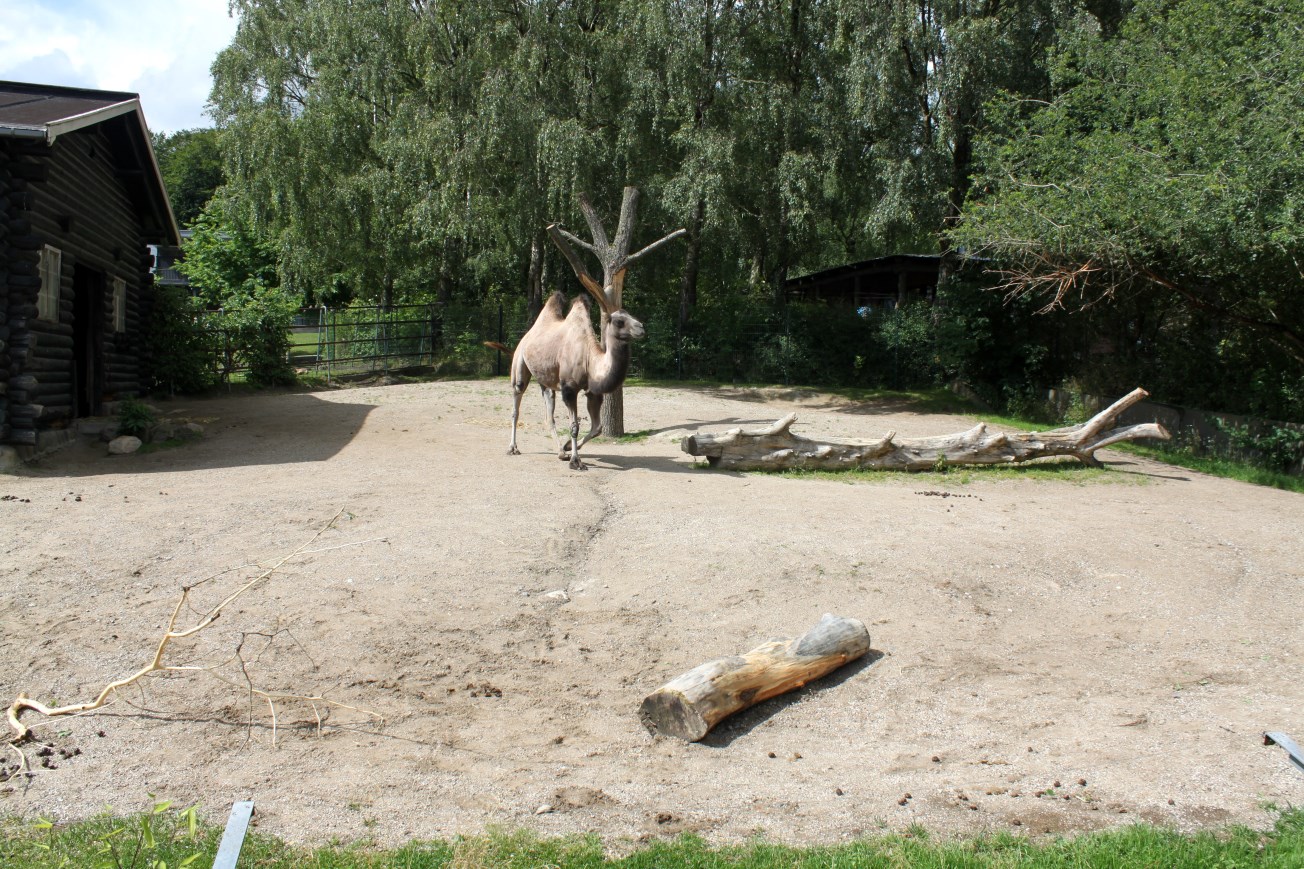 Aalborg Zoo - Two-humped camel exhibit