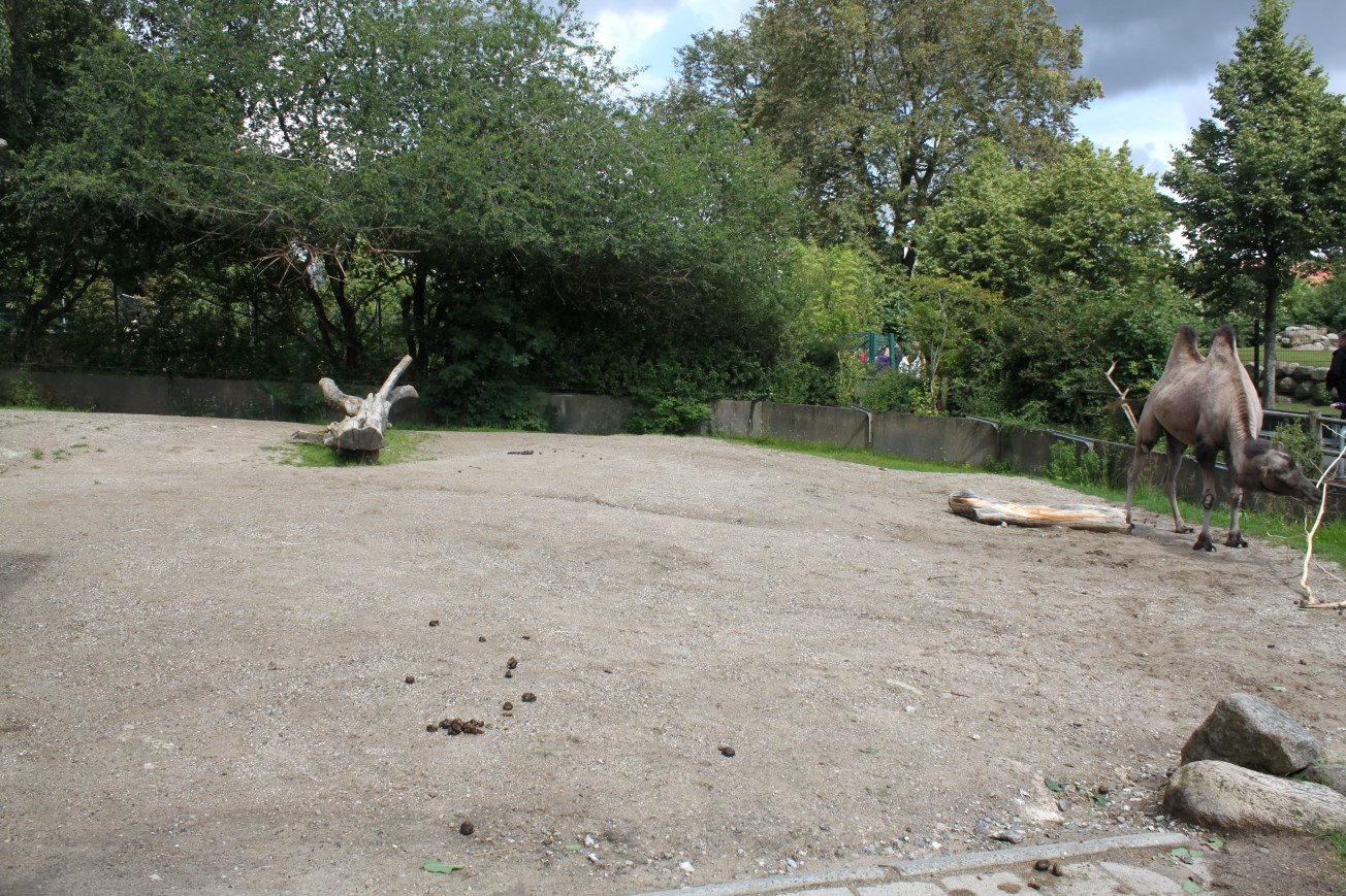 Aalborg Zoo - Two-humped camel exhibit
