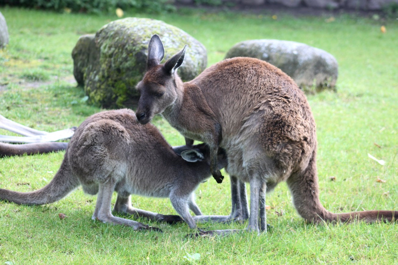 Aalborg Zoo - Western grey kangaroos