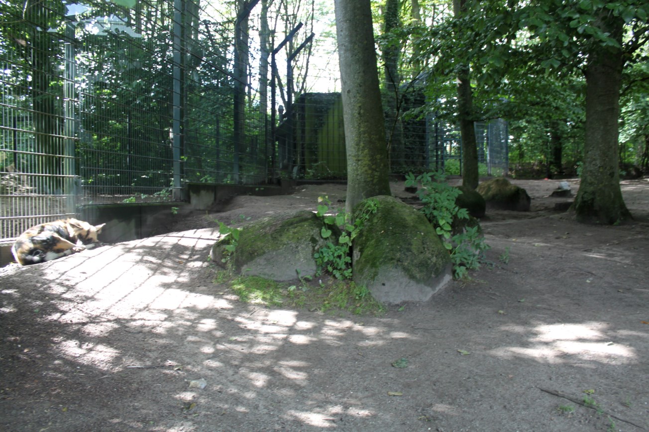 Aalborg Zoo - Wild dog exhibit