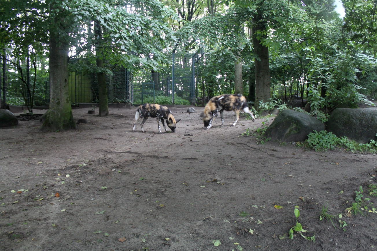 Aalborg Zoo - Wild dog exhibit